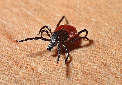 Сезон клещей в разгаре. В апреле в области зарегистрировано 100 случаев укусов насекомых