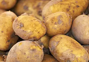 Почему оставленная на хранение картошка гниет: грубые ошибки