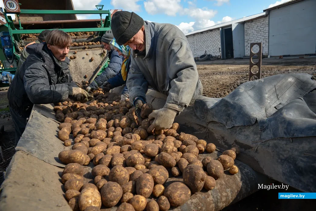 23.09.2019. Фермерское хозяйство «Гайшун» в деревне Осово Бобруйского района