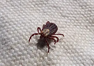 Вблизи муравейников их нет. Эксперт рассказала, где выше риск встретить клещей