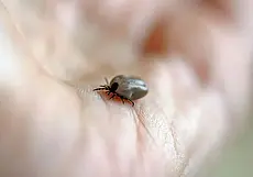 Укусил клещ. Рассказываем, что делать
