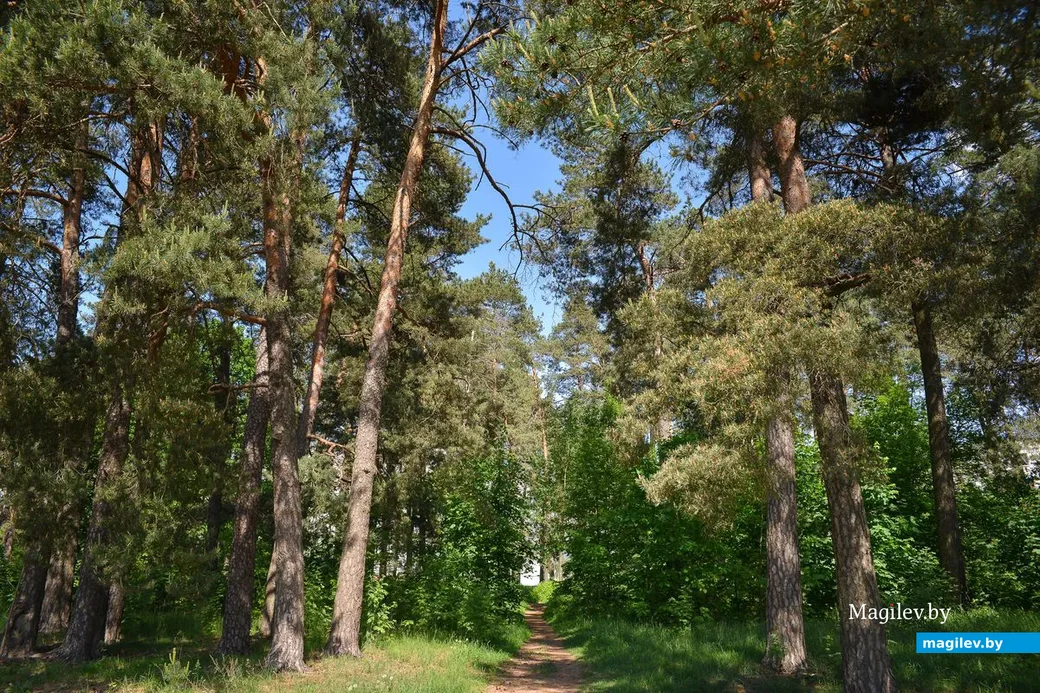 23.05.2019. Микрорайон Киселевичи. Настоящий лес.