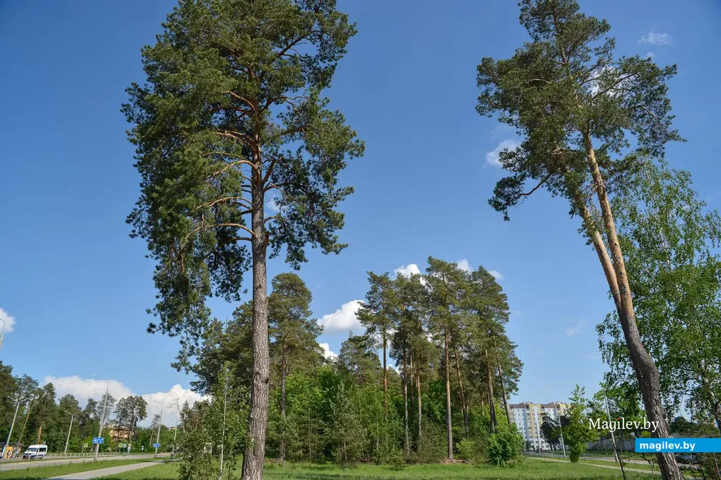 23.05.2019. Микрорайон Киселевичи