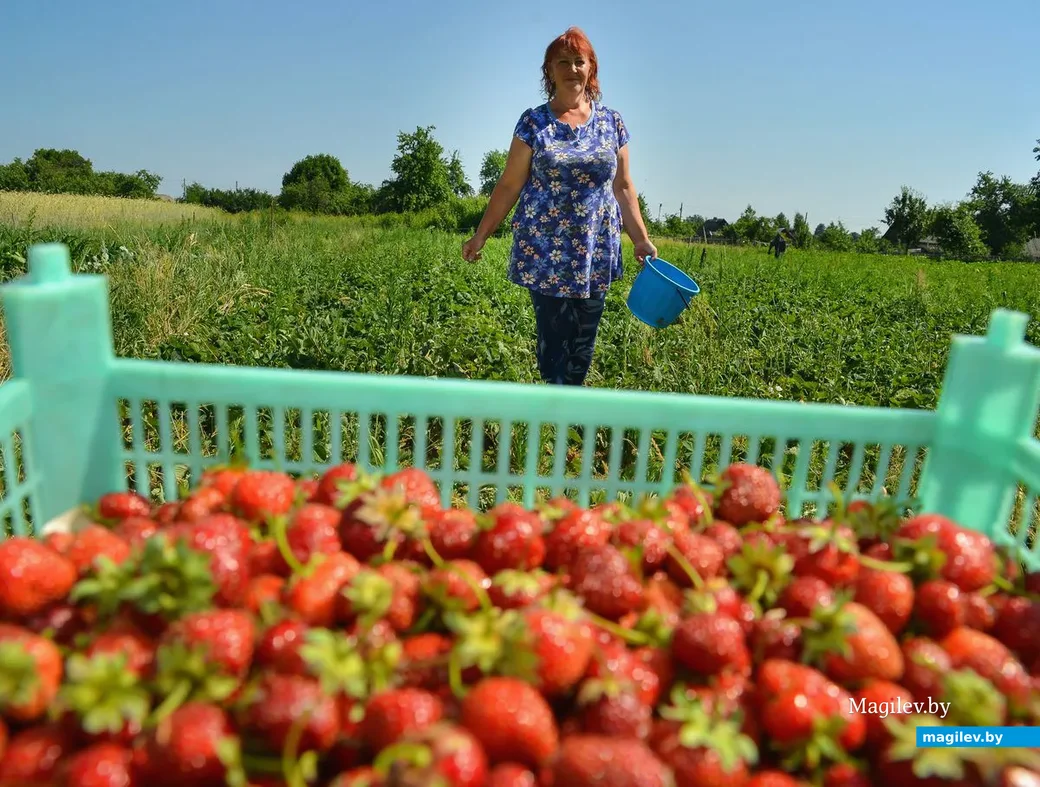 21.06.2019. Светлану Кричко из деревни Химы местные называют «клубничной королевой».