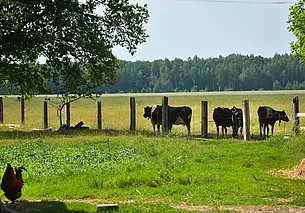 В Белстате рассказали о росте числа фермерских хозяйств в Беларуси