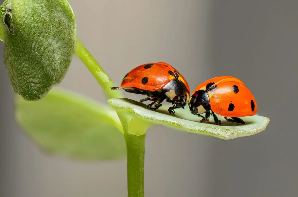 Фото: pixabay.com