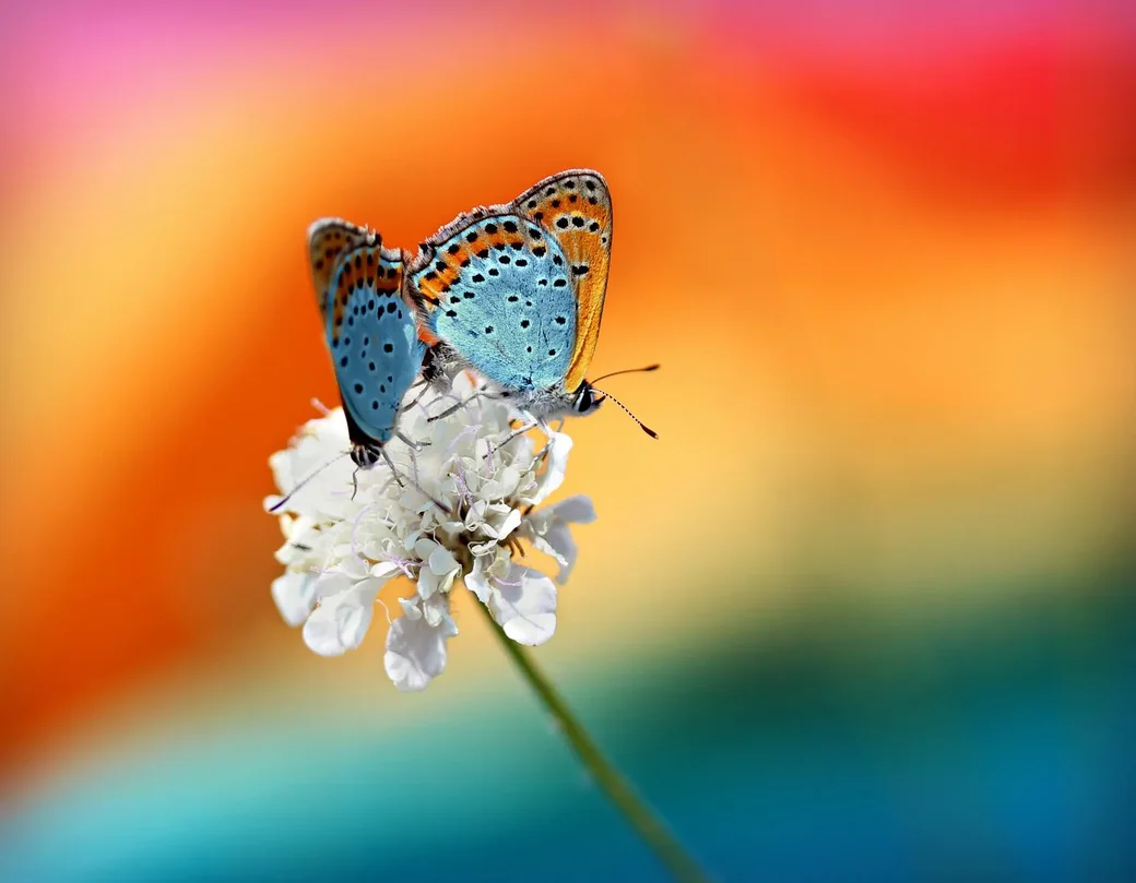Фото: pixabay.com