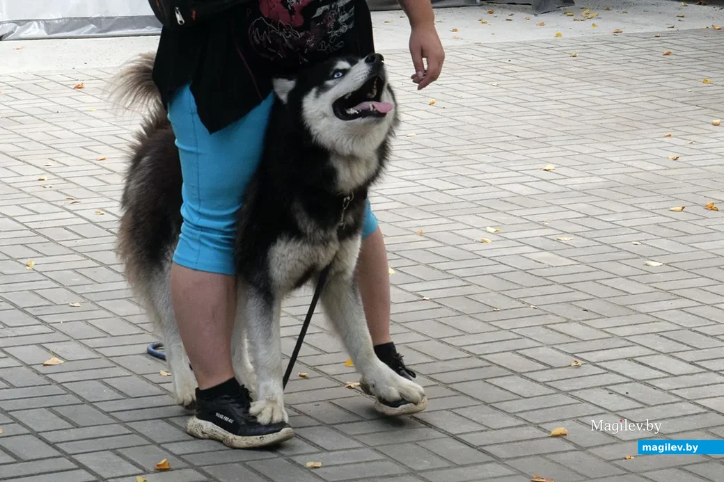 25.08.2019. Выступление кинологического центра «Бобруйская крепость». Благотворительная акция