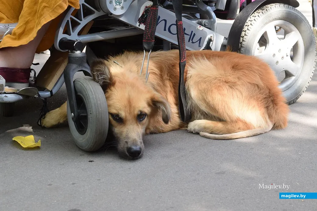 25.08.2019. Благотворительная акция «Бездомный – не значит чужой» в бобруйском городском парке.