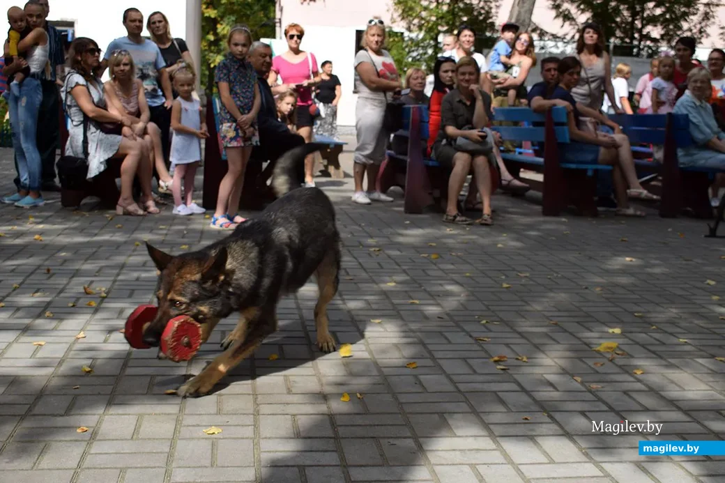 25.08.2019. Выступление кинологического центра «Бобруйская крепость». Благотворительная акция