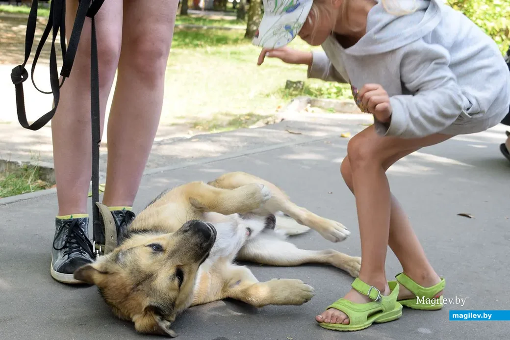 25.08.2019. Благотворительная акция «Бездомный – не значит чужой» в бобруйском городском парке.