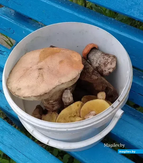 Грибы, собранные супругами.