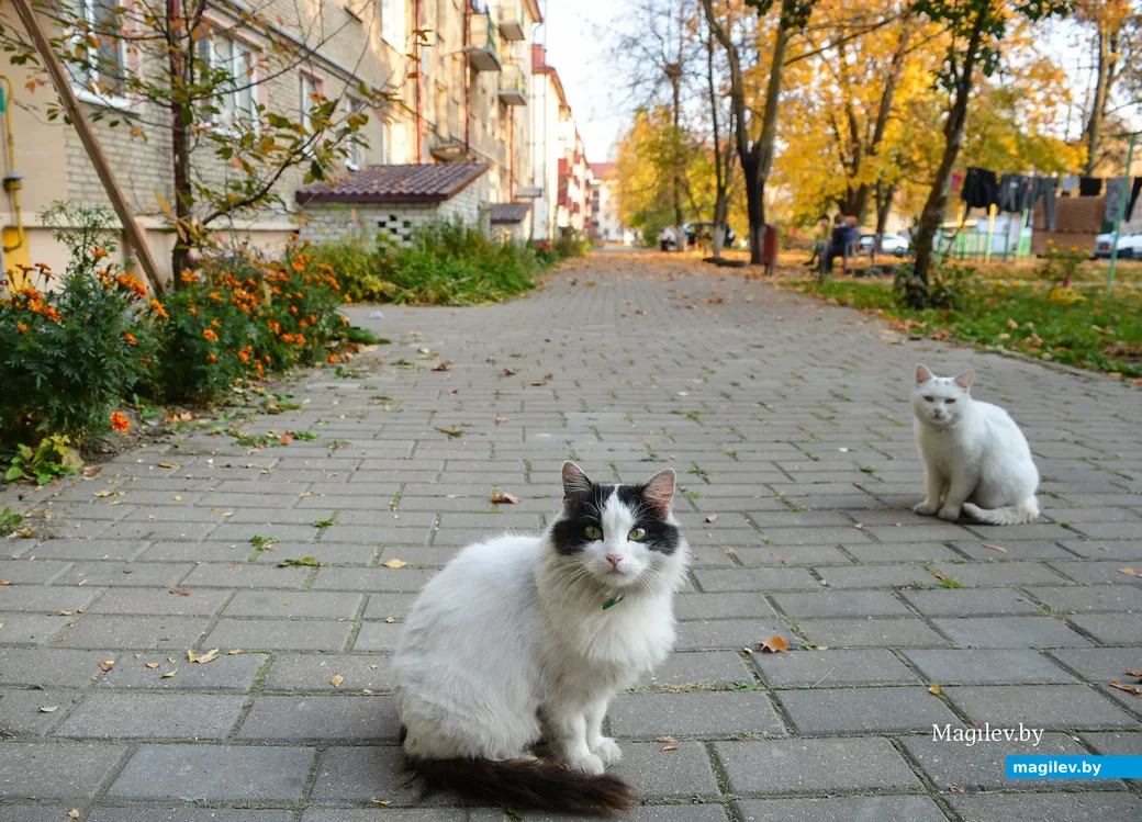 19.10.2018. Жилые дома в районе площади имени В.И.Ленина