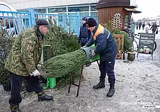 Более 16 тысяч новогодних деревьев планируют реализовать лесхозы Могилевщины