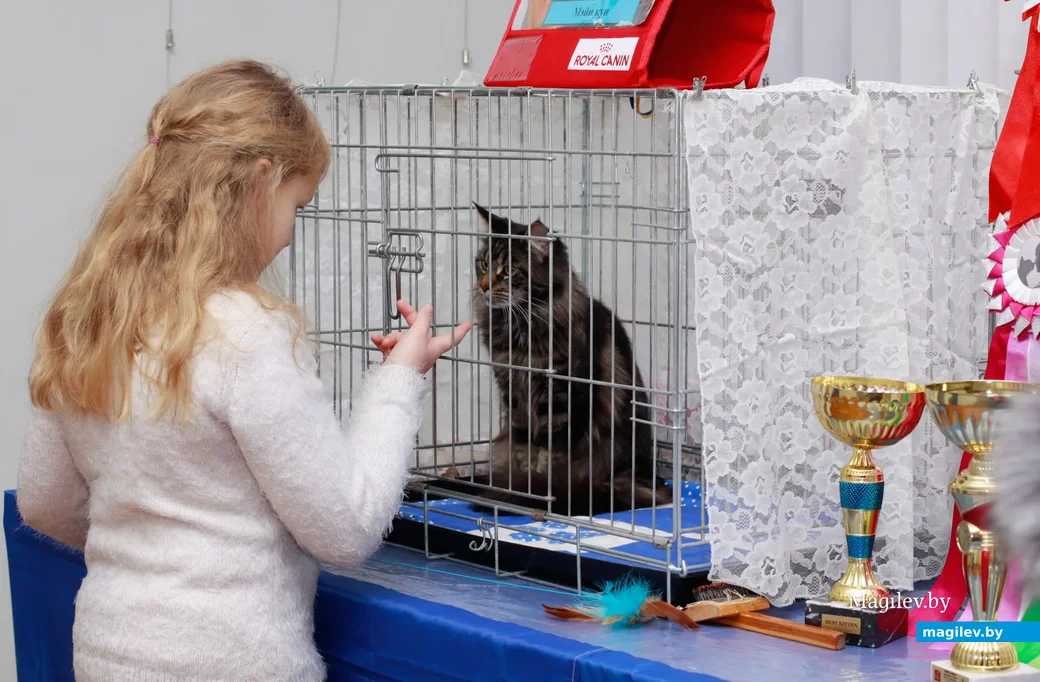 07.11.2019.Выставочный зал. Юбилейная выставка кошек ОО «Клуб любителей кошек Бастет».