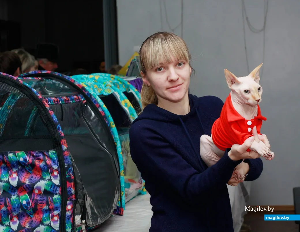07.11.2019.Выставочный зал. Юбилейная выставка кошек ОО «Клуб любителей кошек Бастет». Канадский