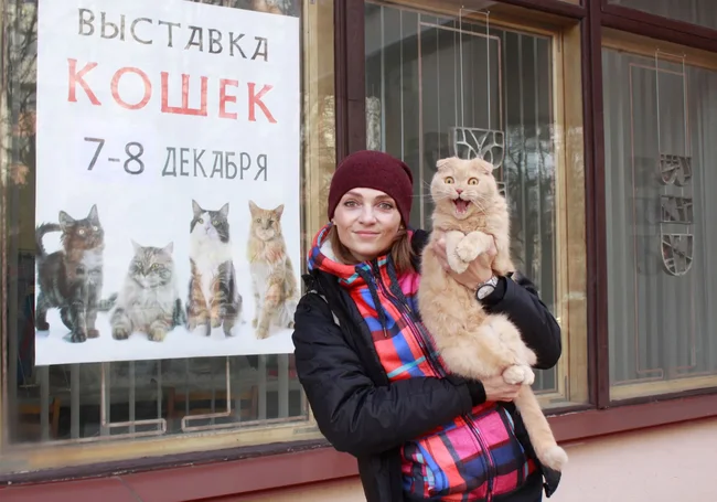 В Бобруйске проходит двухдневная выставка кошек: фоторепортаж