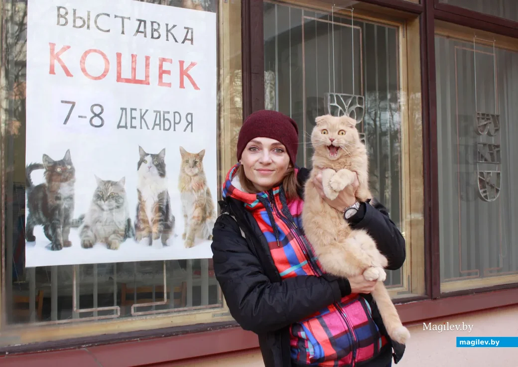 Вислоухий шотландский кот Соломон и его хозяйка Ольга Кучерина.