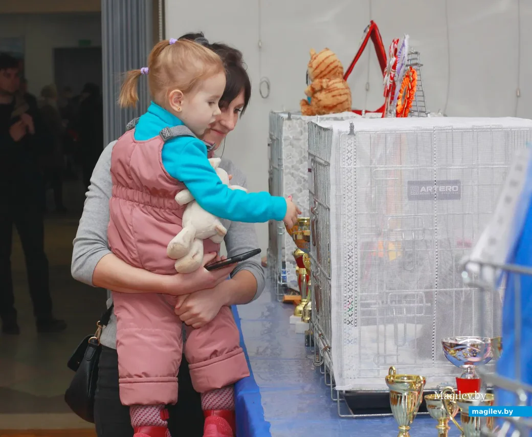 07.11.2019.Выставочный зал. Юбилейная выставка кошек ОО «Клуб любителей кошек Бастет».