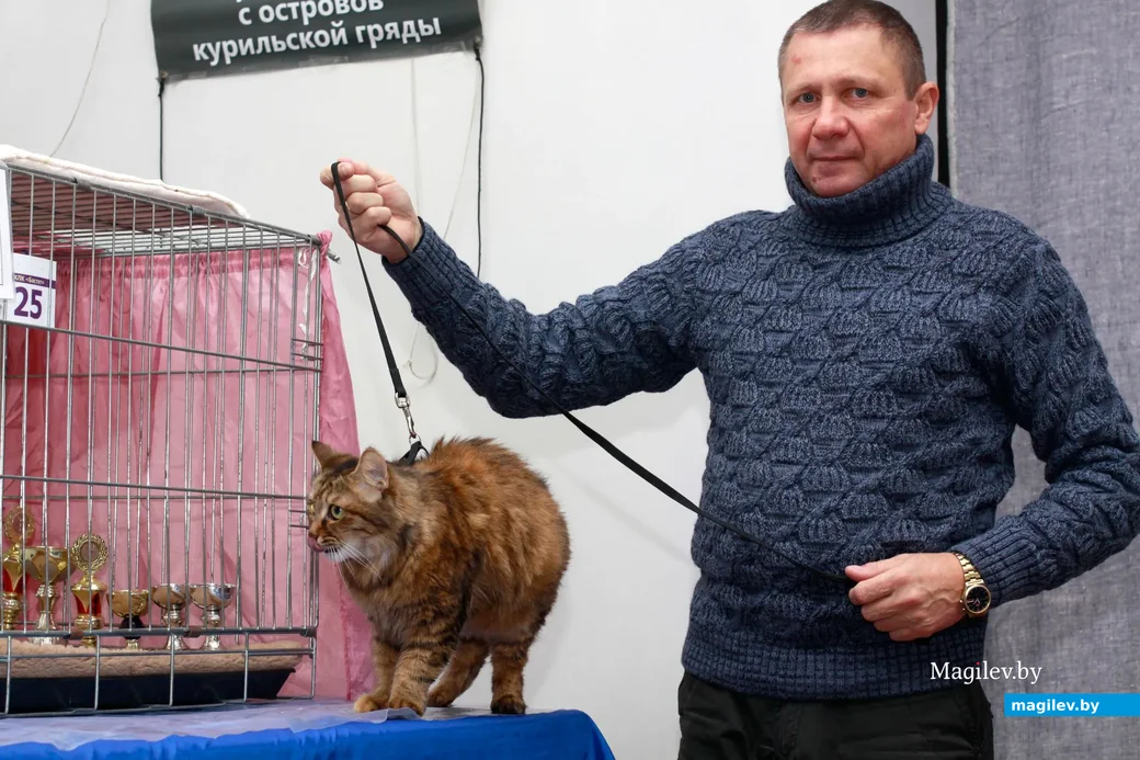 Курильский бобтейл Даурия и её хозяин Владимир Фомин.