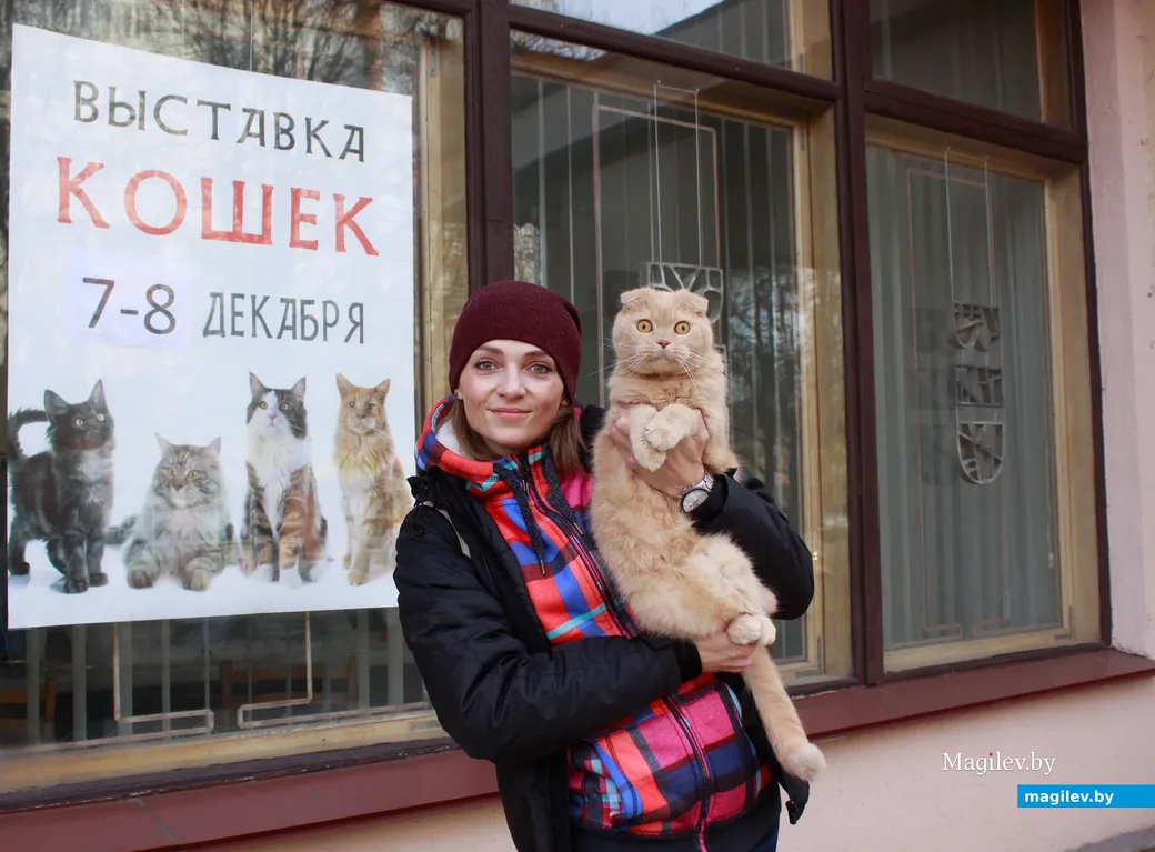 Вислоухий шотландский кот Соломон и его хозяйка Ольга Кучерина.