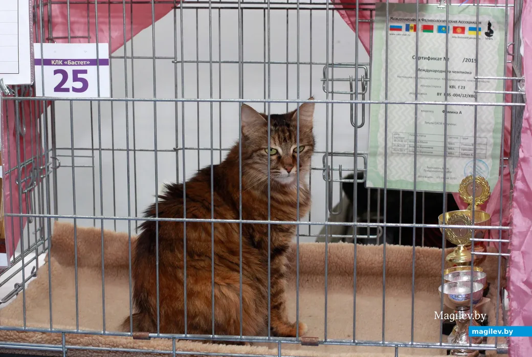 07.11.2019.Выставочный зал. Юбилейная выставка кошек ОО «Клуб любителей кошек Бастет».