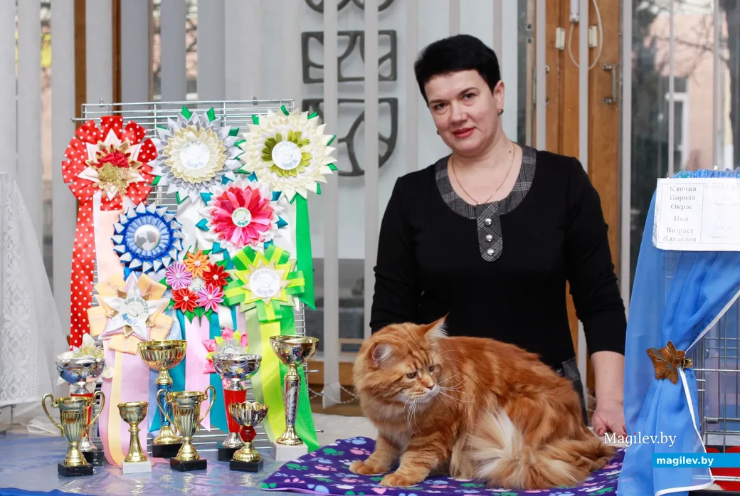 07.11.2019.Выставочный зал. Юбилейная выставка кошек ОО «Клуб любителей кошек Бастет». Мэйн-кун