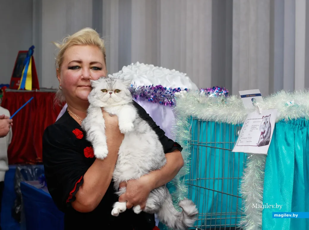 07.11.2019.Выставочный зал. Юбилейная выставка кошек ОО «Клуб любителей кошек Бастет».