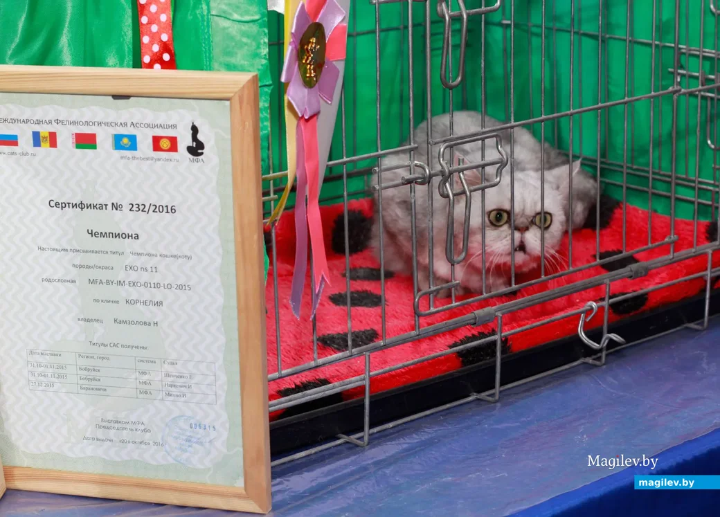 07.11.2019.Выставочный зал. Юбилейная выставка кошек ОО «Клуб любителей кошек Бастет».