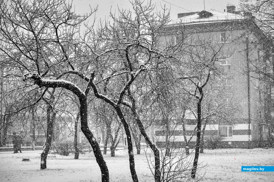 29.01.2020. Январский снегопад после бесснежной зимы