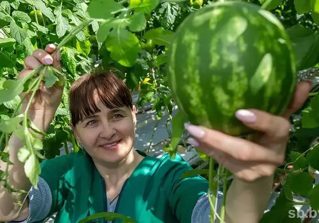 «Будем сажать арбузы и на следующий год». Экзотическая культура прижилась в «Рассвете»