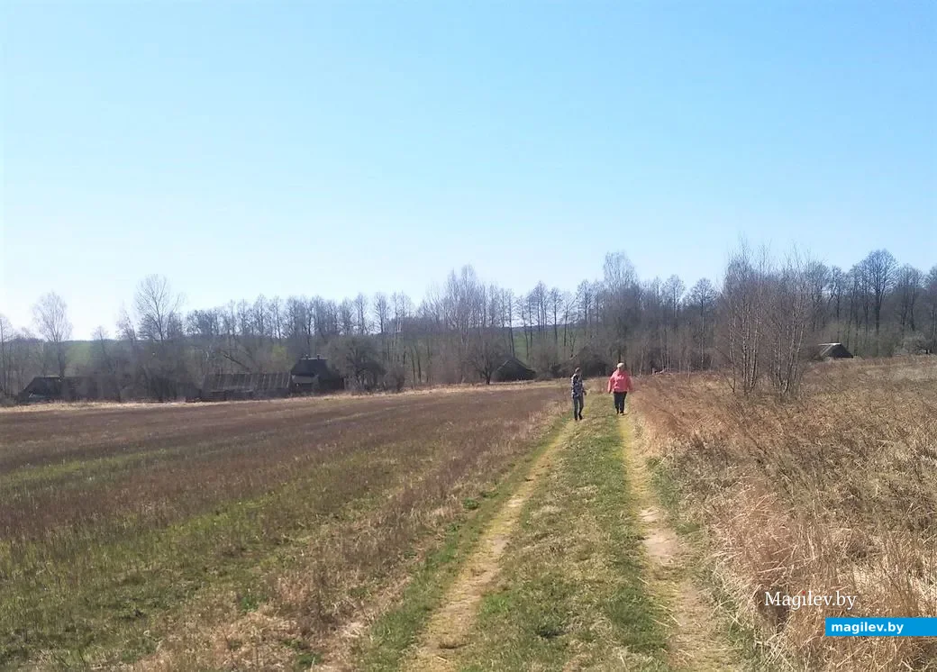 Дорога в деревню Галузы Чаусского района. Сейчас здесь проживают всего пять