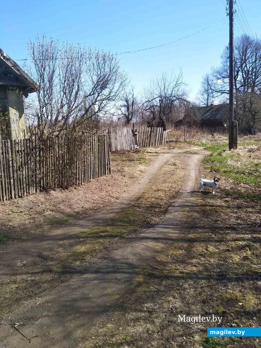 Деревня Галузы Чаусского района.