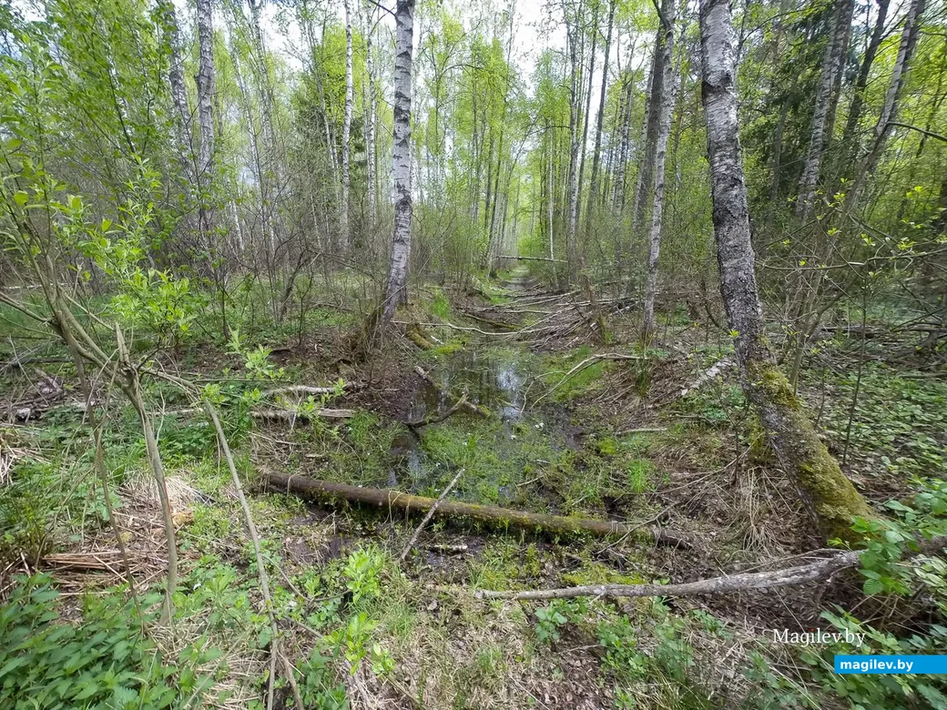 17.05.2020. Осиповичский и Глусский районы, Могилевская область. Велопоездка по сожженным