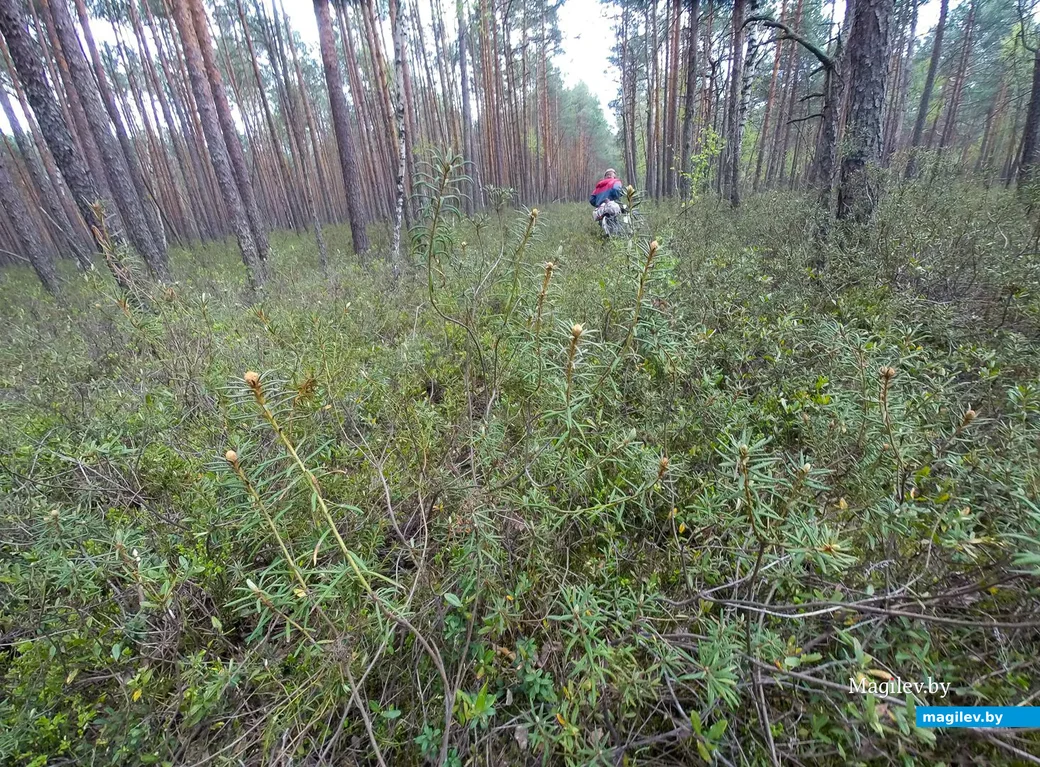 17.05.2020. Поиски деревни Белая
