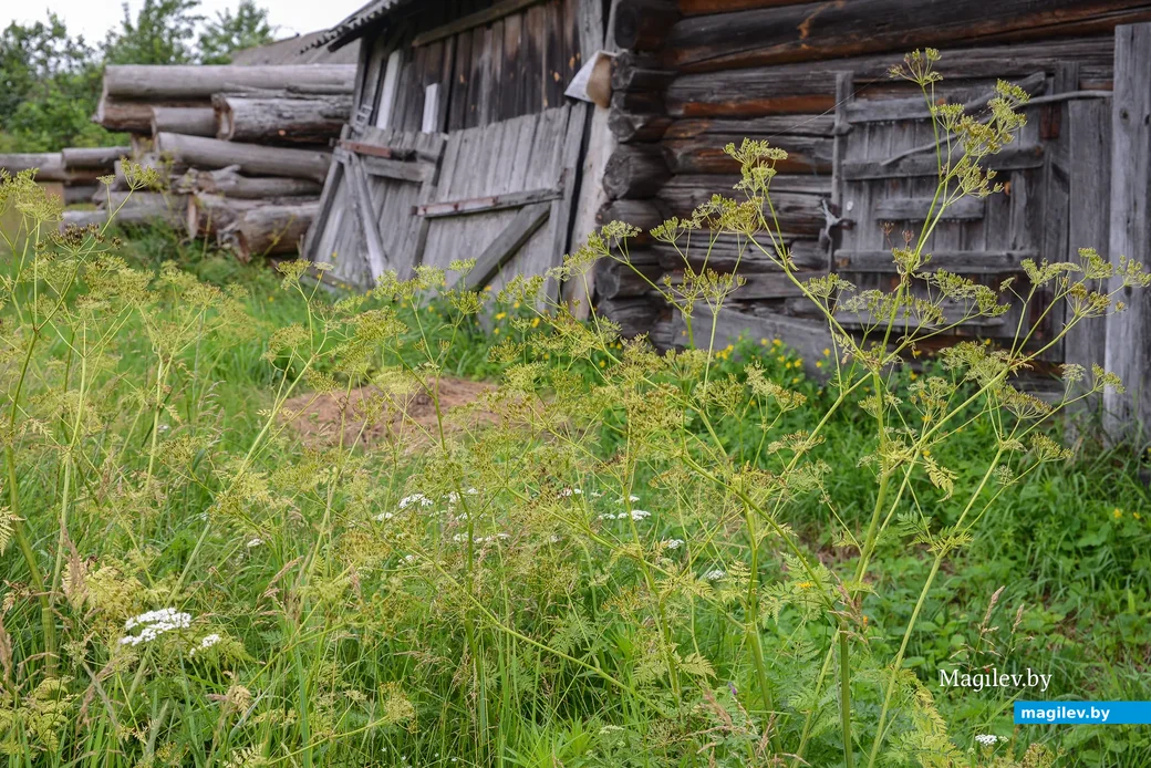 Глусский район, деревня Степановка.