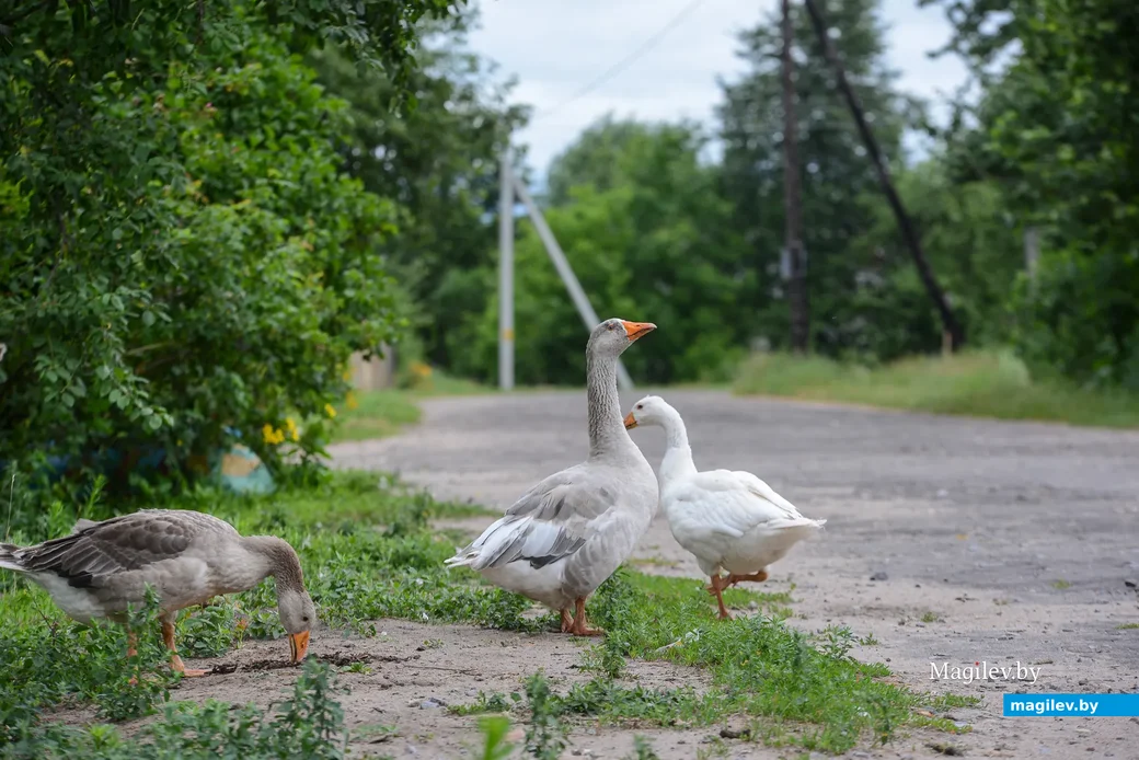 Глусский район, деревня Степановка.