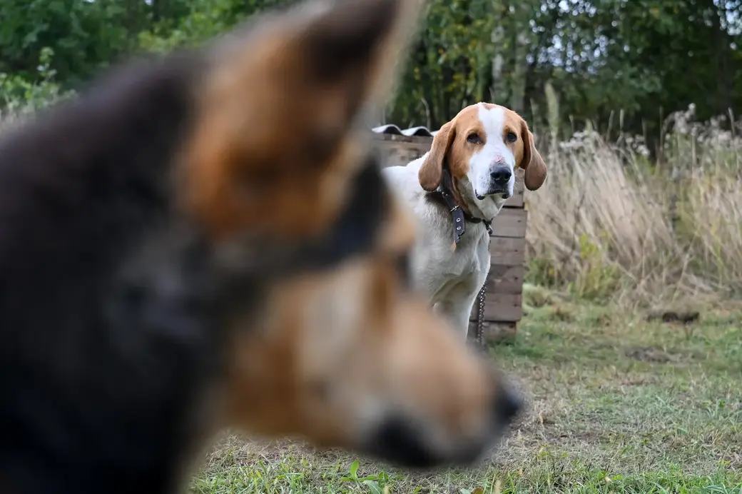 Питомцы приюта «Добродетель». Фото Александра ЧУГУЕВА, архив редакции, 2020 г.