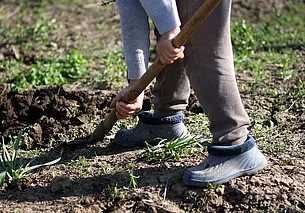 Как уничтожить проволочника и других вредителей на огороде: нужно по-особому перекопать грядки