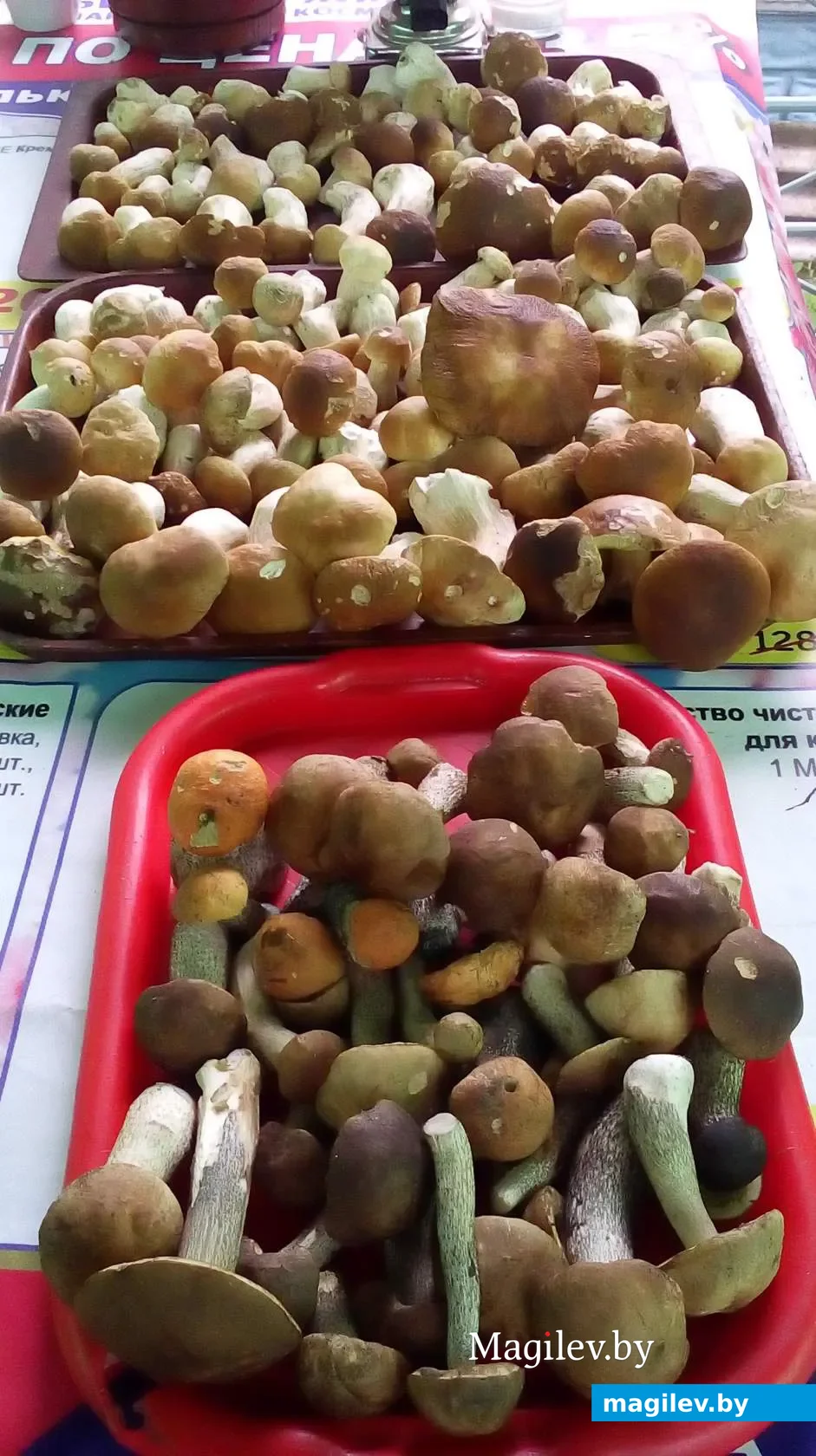 Трофеи тихой охоты Анны Шакура.