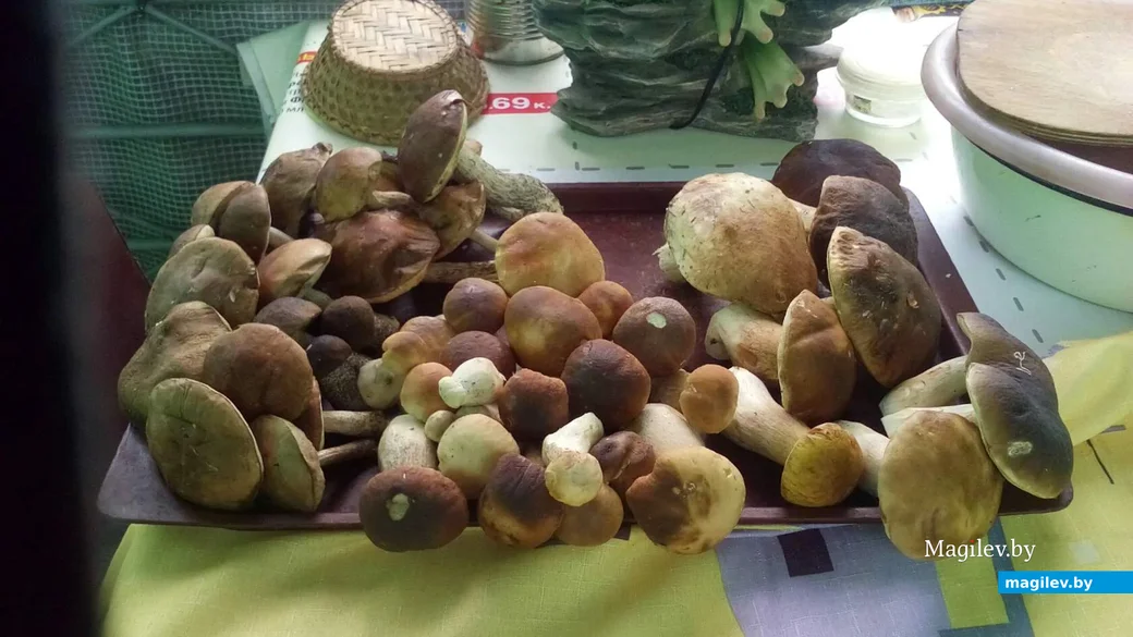 Трофеи тихой охоты Анны Шакура.