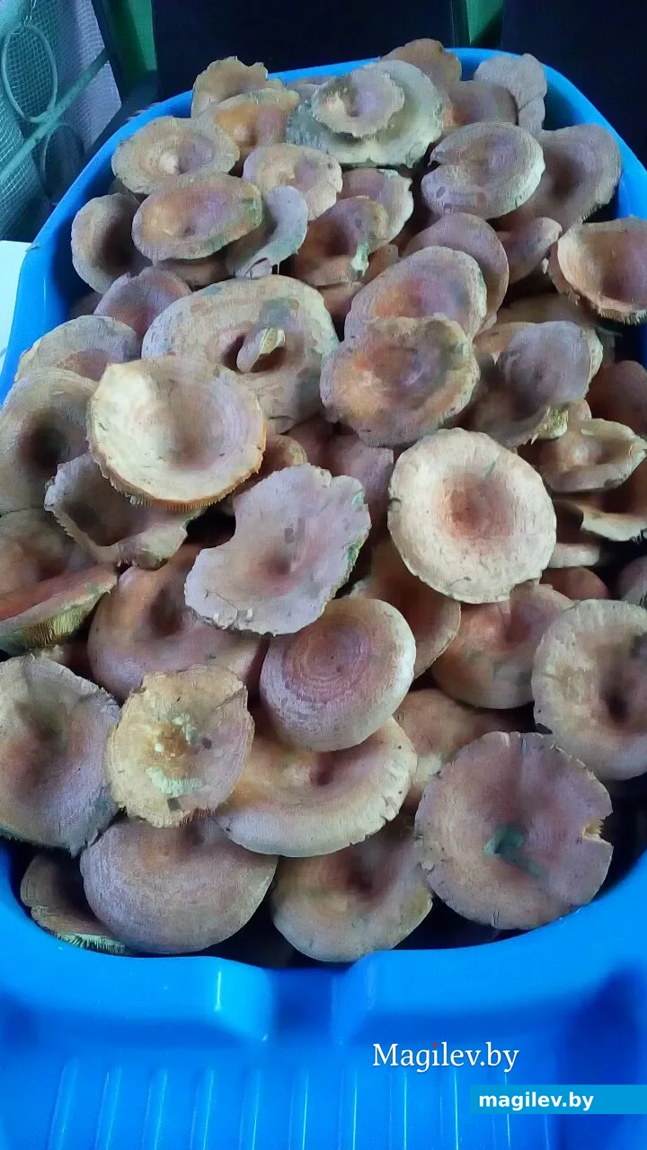 Рыжики.
