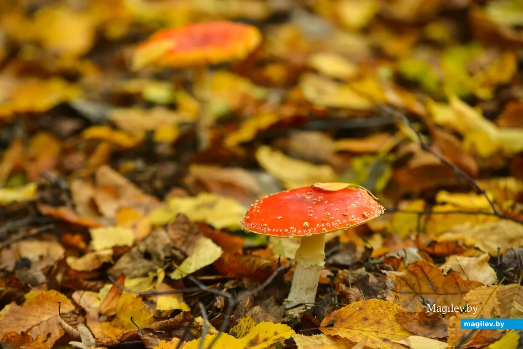 22.10.2020. Бобруйск. Краски осени. Лесопарковая зона у санатория «Шинник»
