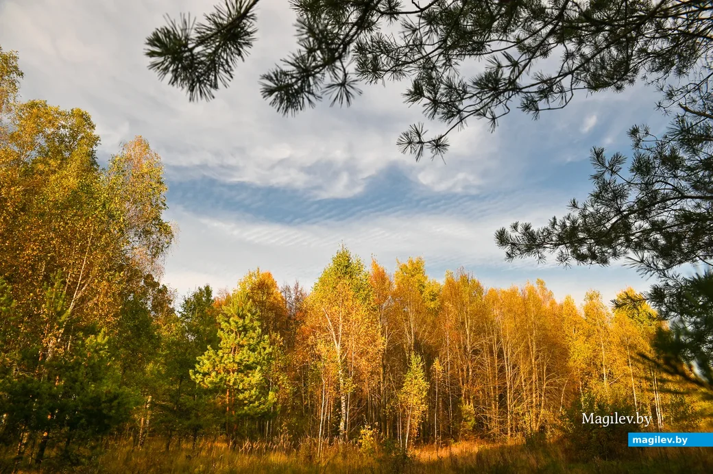 22.10.2020. Бобруйск. Краски осени. Лесопарковая зона у санатория «Шинник»