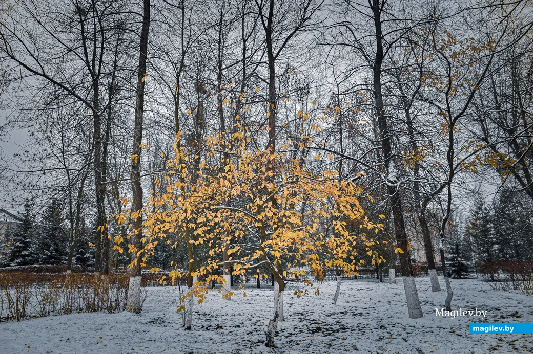 18.11.2020. Бобруйск. Ноябрьский снег в Бобруйске
