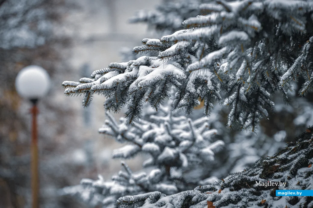 18.11.2020. Бобруйск. Ноябрьский снег в Бобруйске