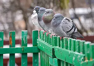 На территории Могилевской области все еще действует оранжевый уровень опасности