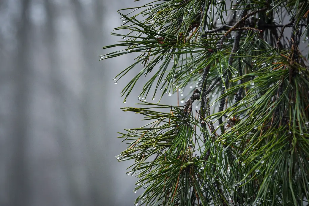 Контроль за незаконной вырубкой елей усилен накануне зимних праздников. Фото носит иллюстративный характер