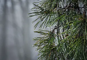 Контроль за незаконной вырубкой елей усилен накануне зимних праздников