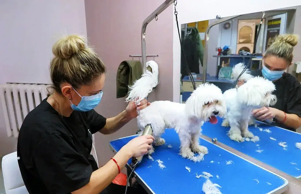 Некоторые породы практически не линяют, им надо в этом «помогать». Фото: Ольга Максимова.